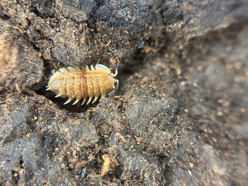 Pseudarmadillo spinosus