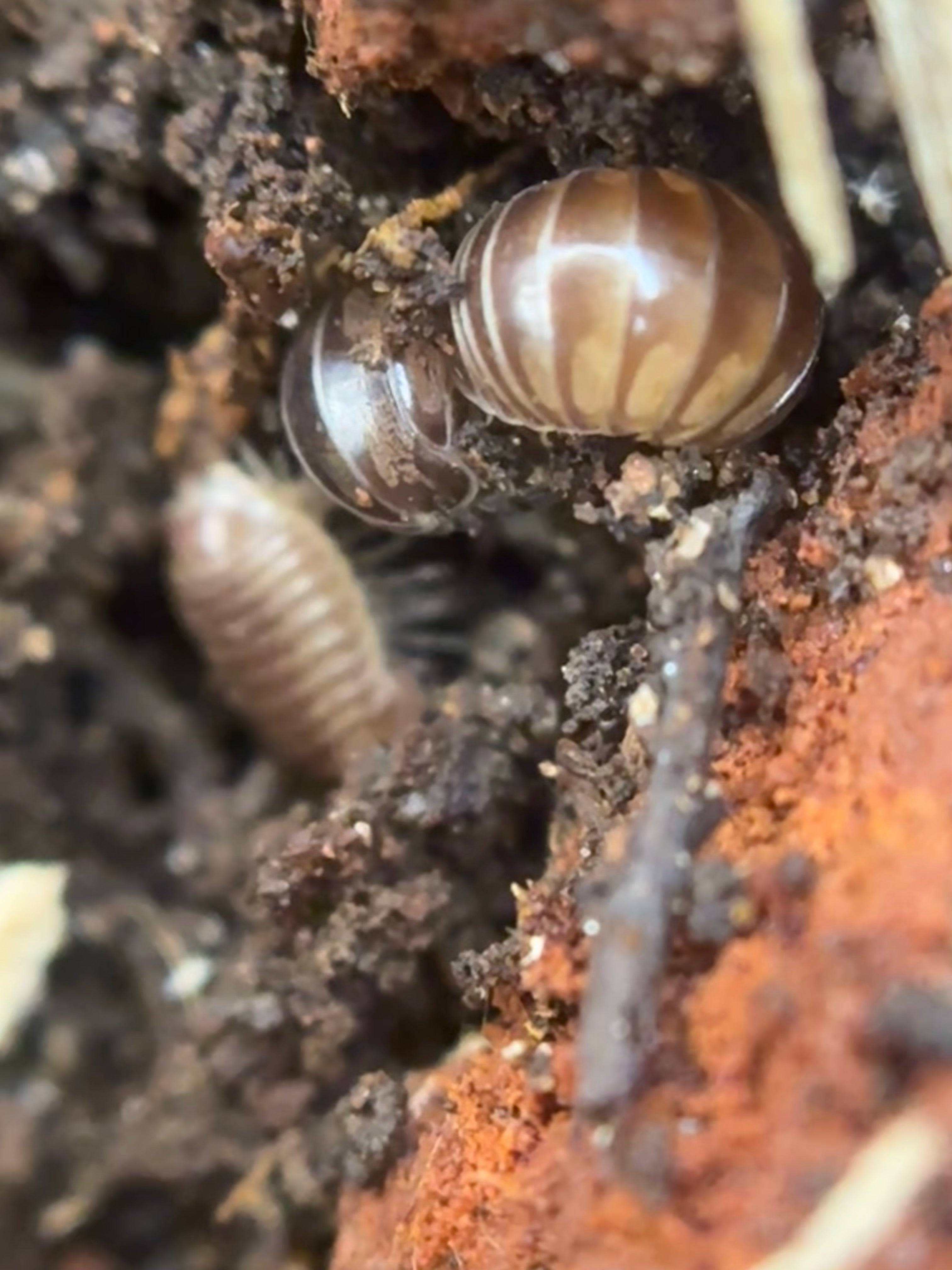 Onomeris sinuata