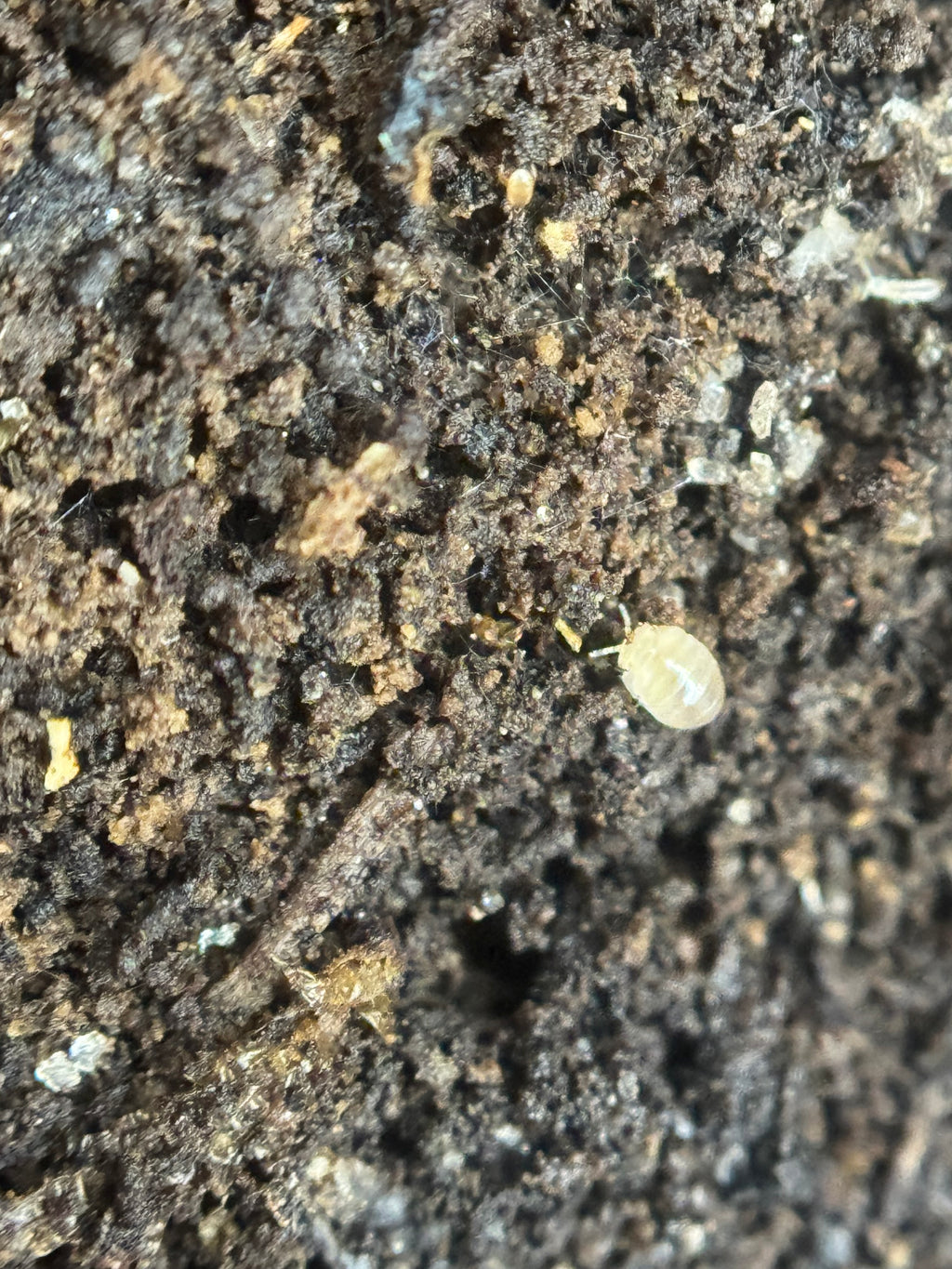 Onomeris sinuata