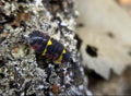 Ardentiella Crimson Diablo