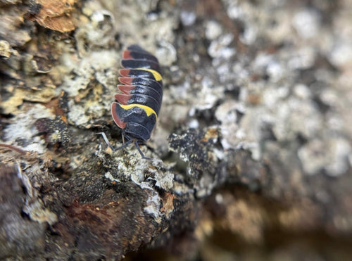 Ardentiella Crimson Diablo