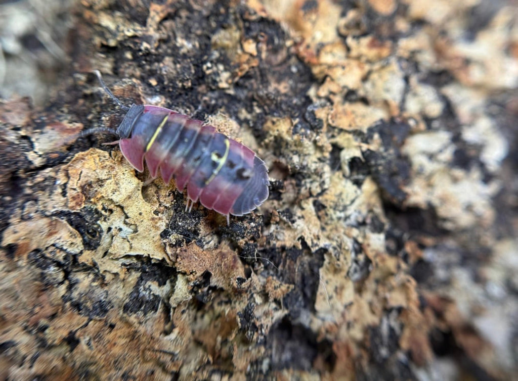 Ardentiella Crimson Diablo