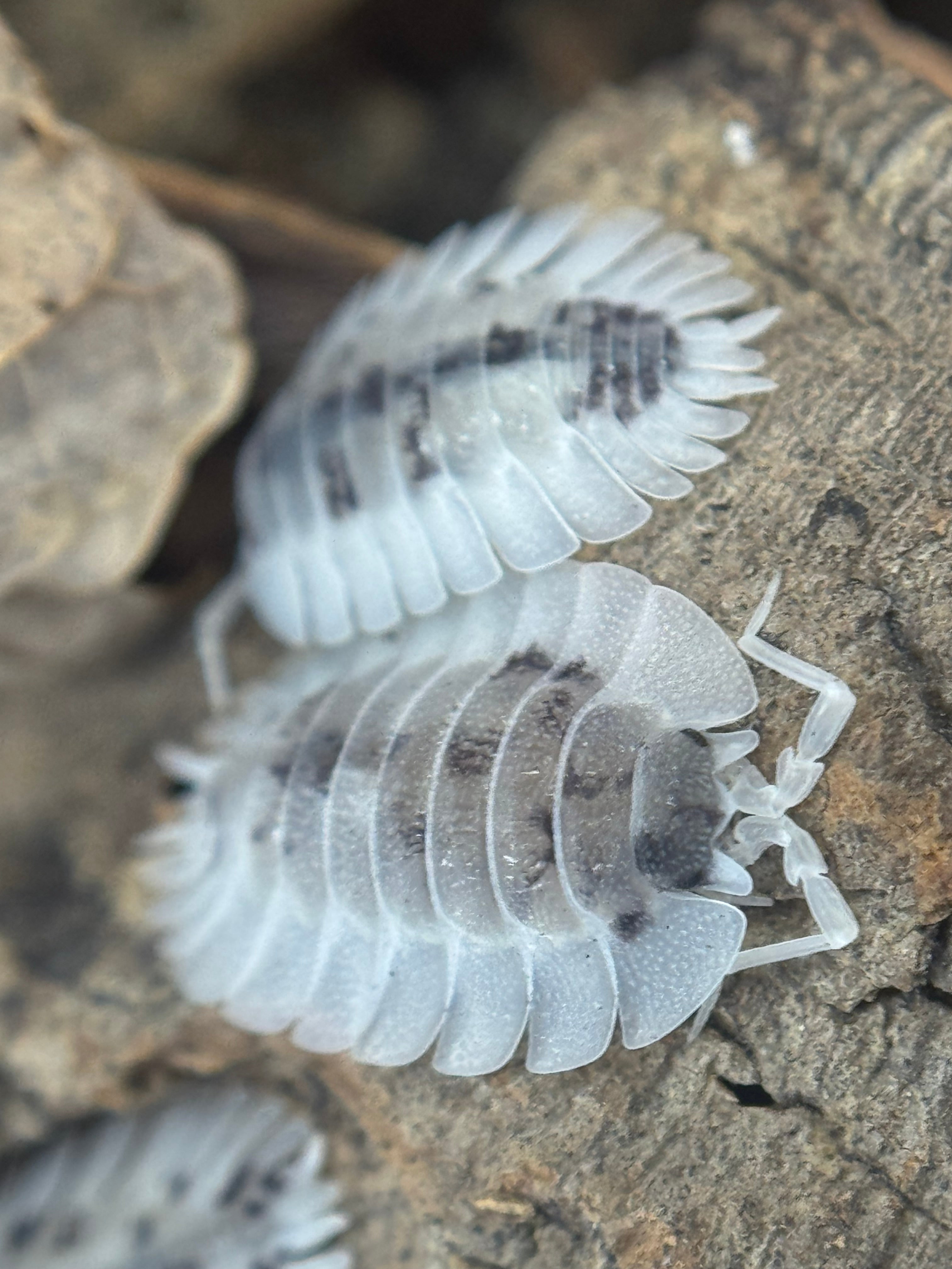 Porcellio werneri “dalmatian”