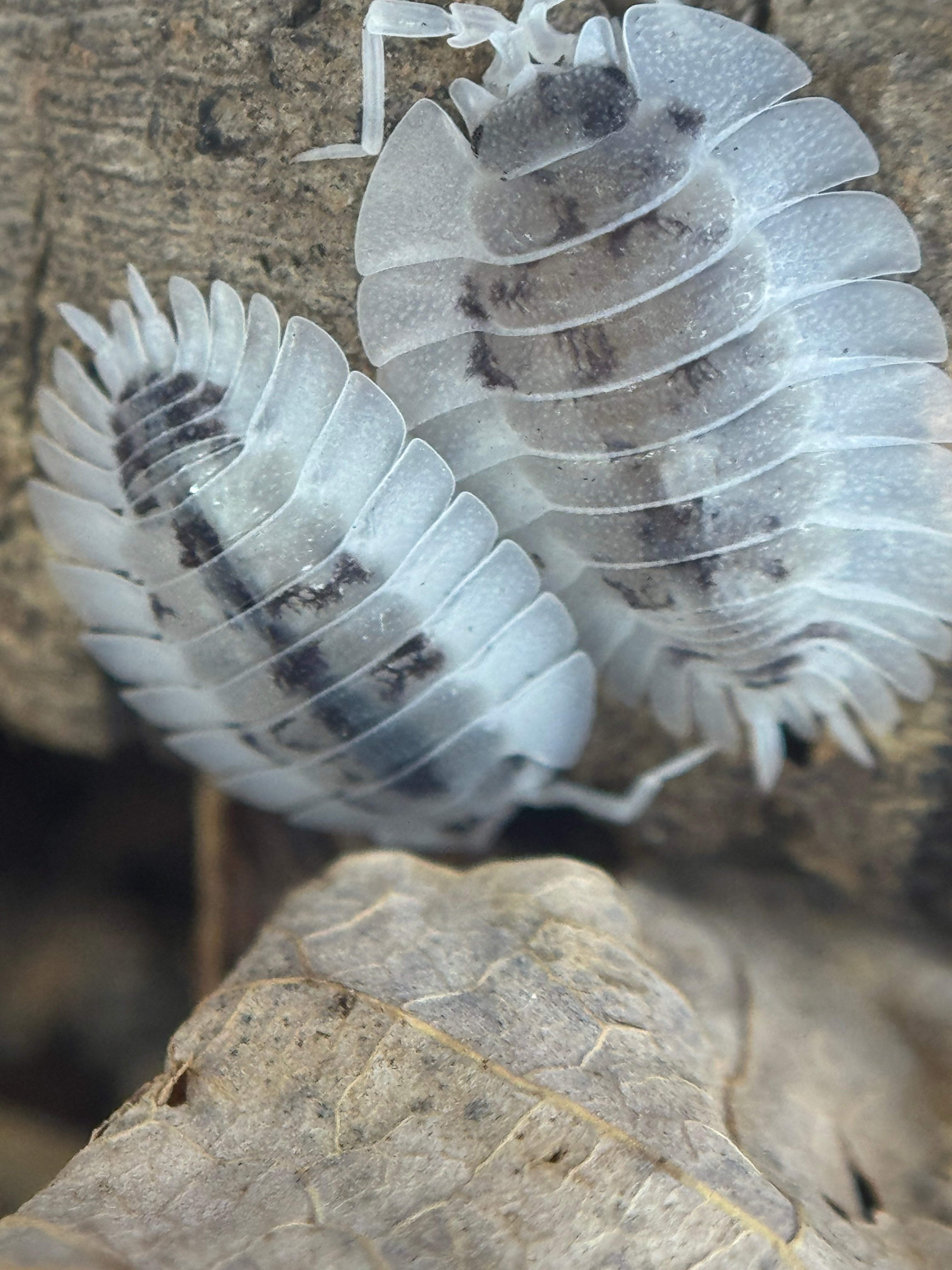 Porcellio werneri “dalmatian”