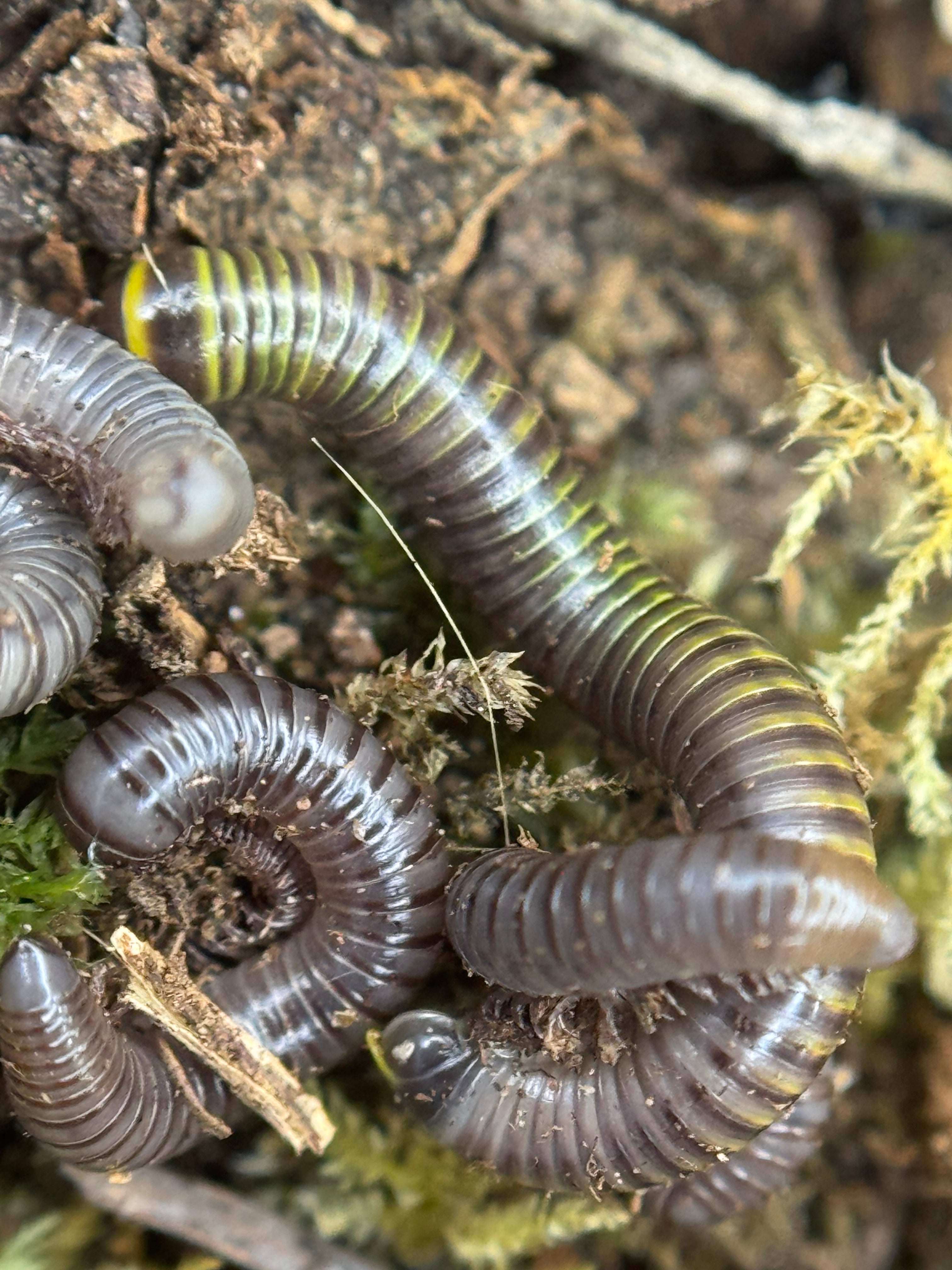 Anadenobolus Monilicornis