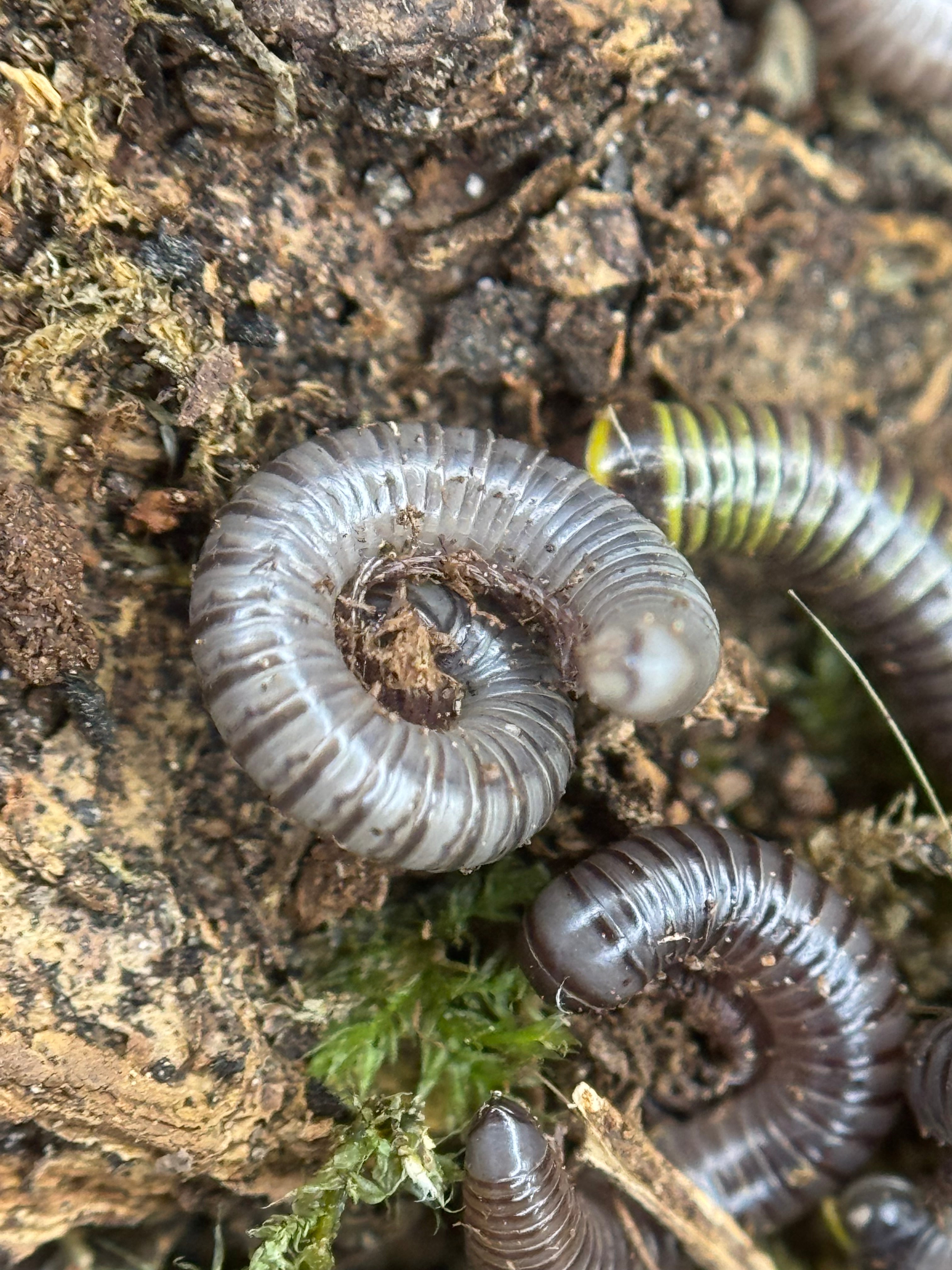 Anadenobolus Monilicornis