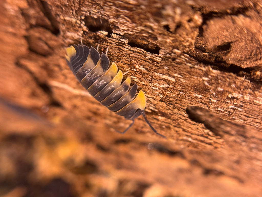 Ardentiella wing wing