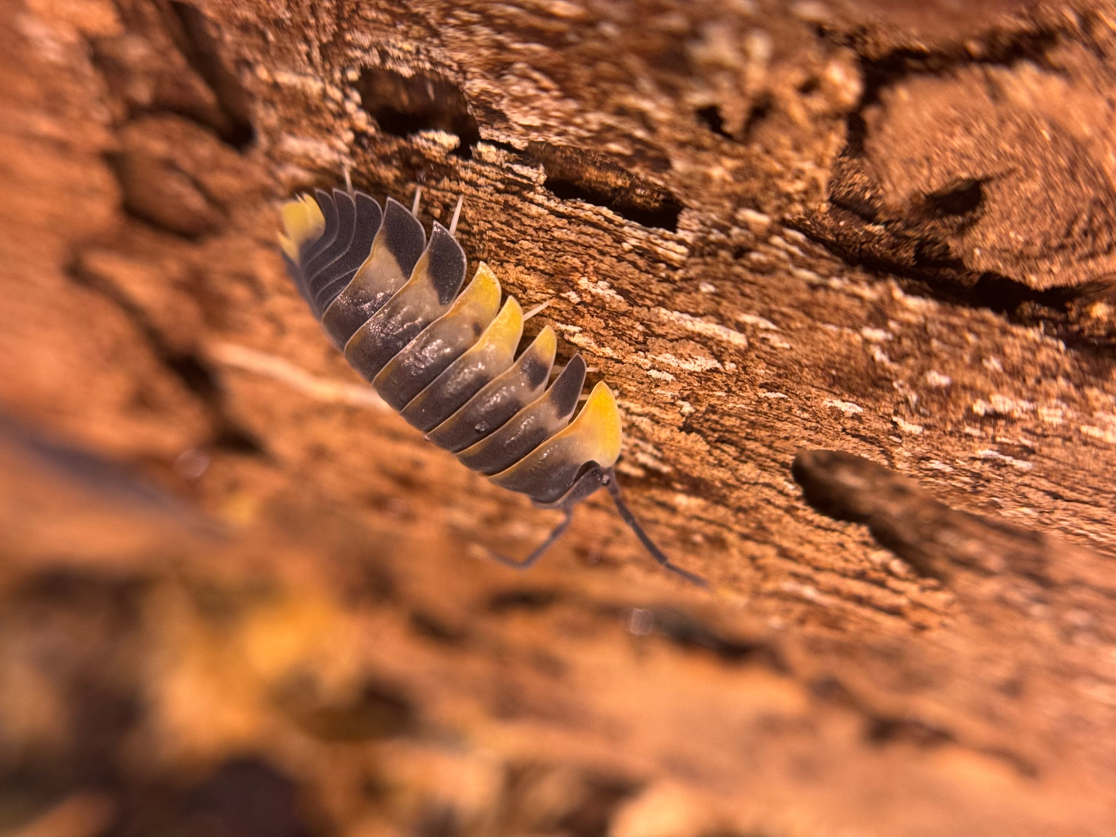 Ardentiella wing wing