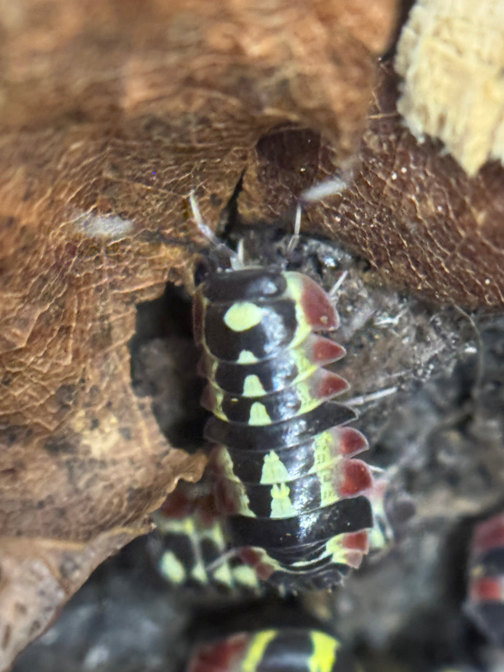 Ardentiella red diablo