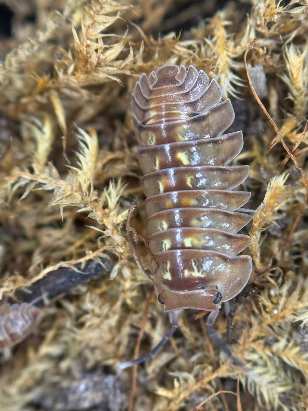 Isopoda dream