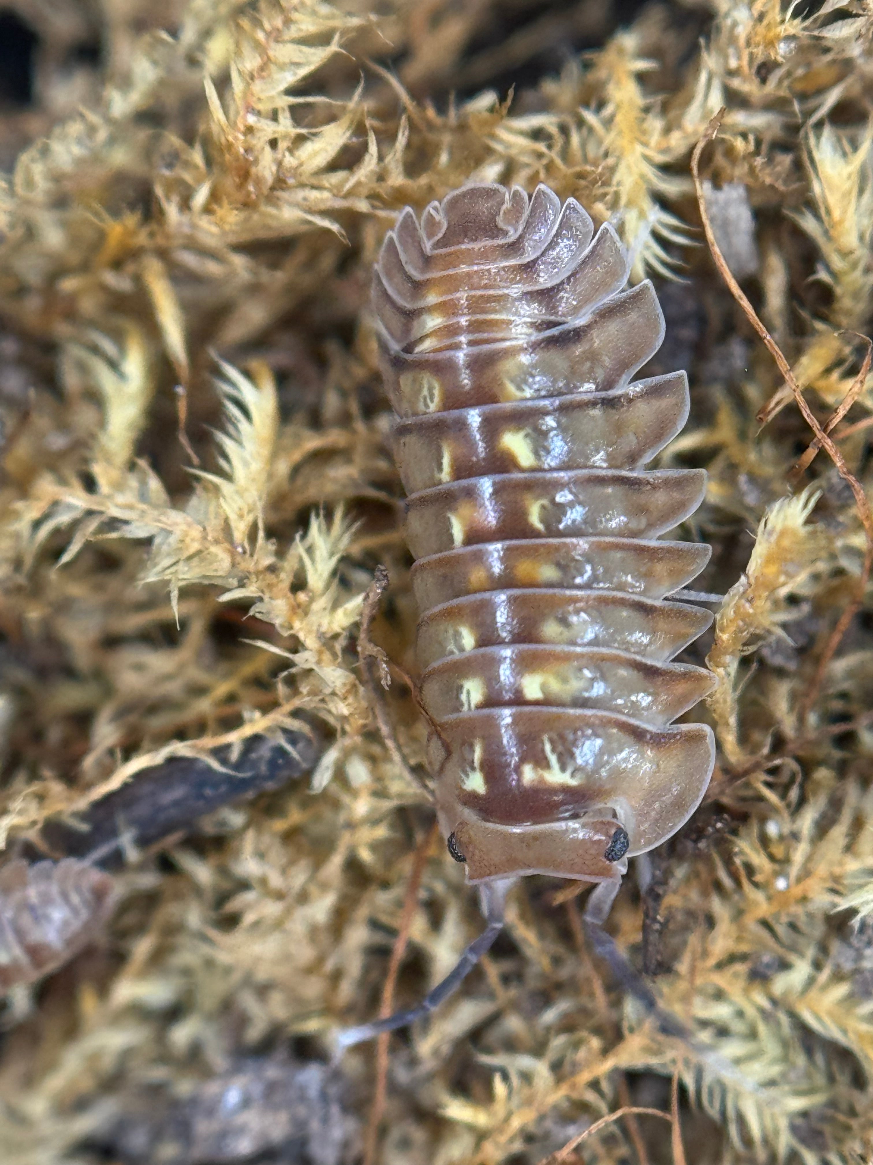 Isopoda dream