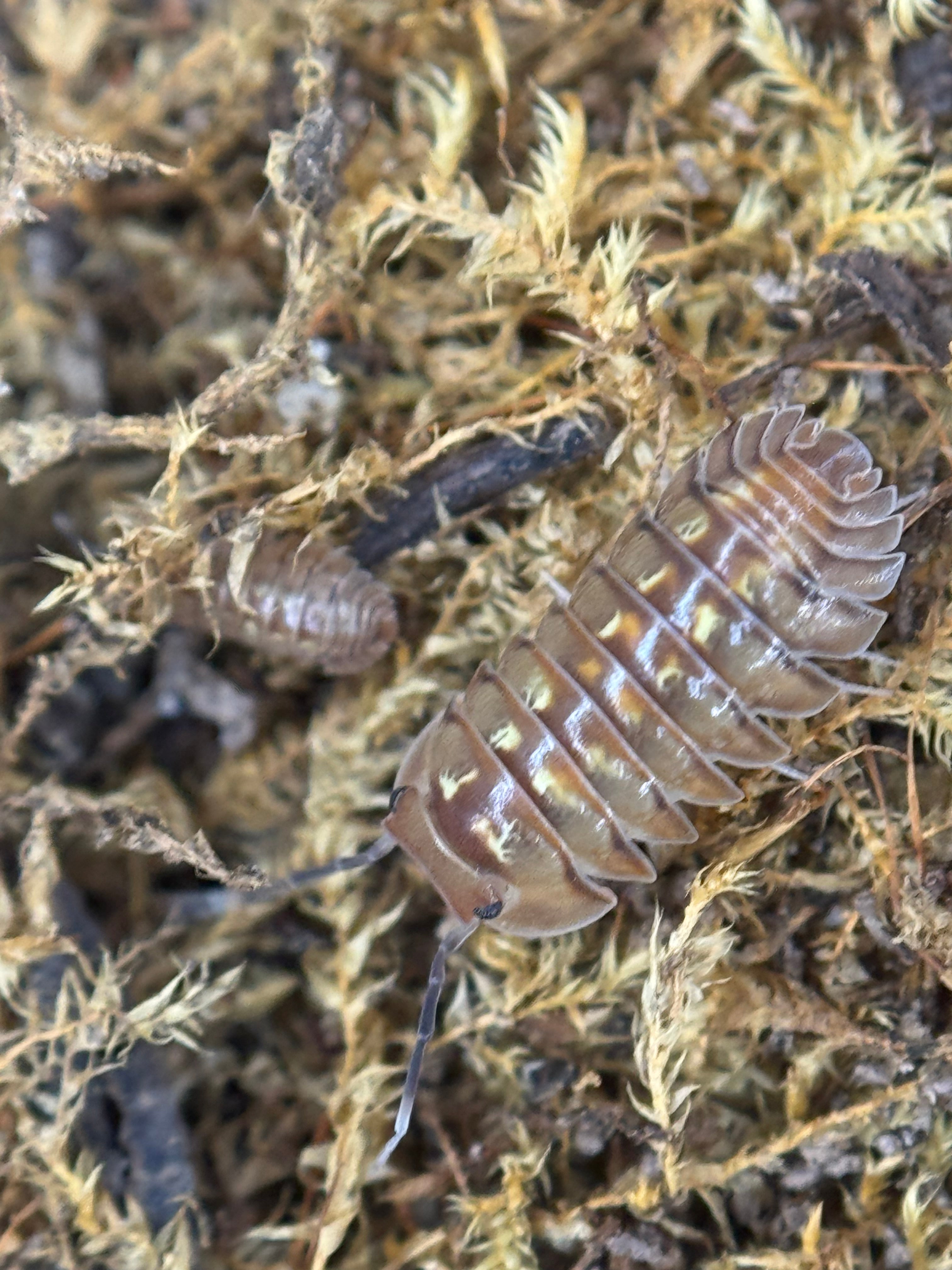 Isopoda dream