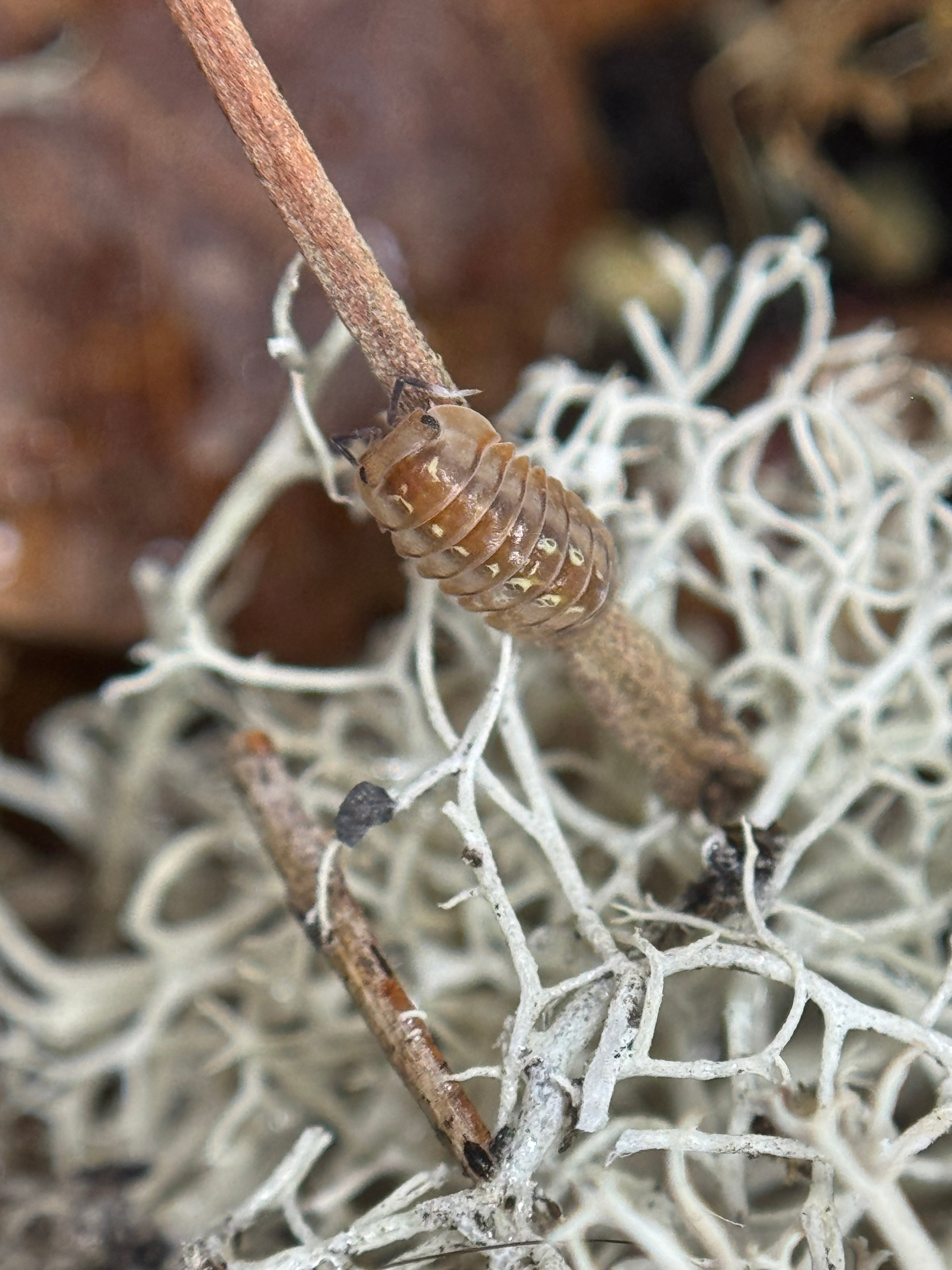 Isopoda dream