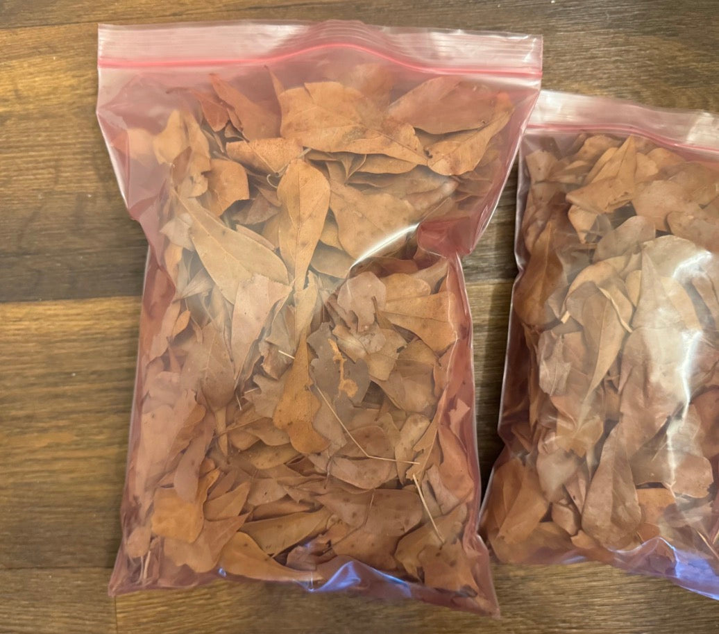 1 gallon of live oak