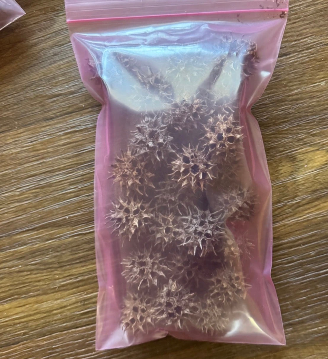 Quart of Sweet Gum Pods