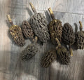 Magnolia seed pods