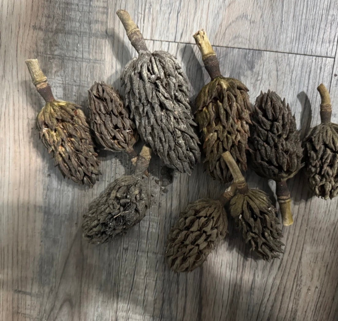 Magnolia seed pods