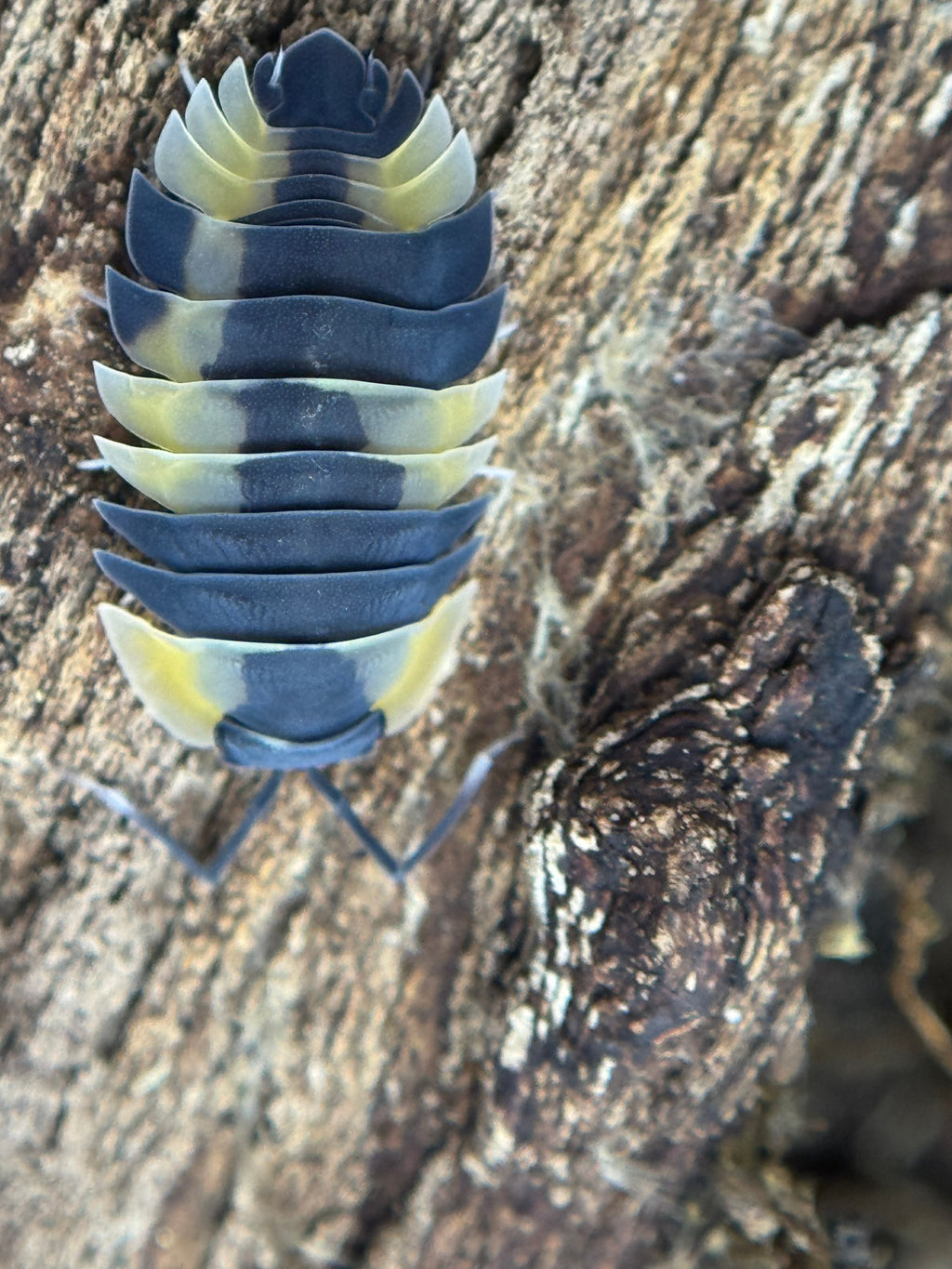 Ardentiella bicolor