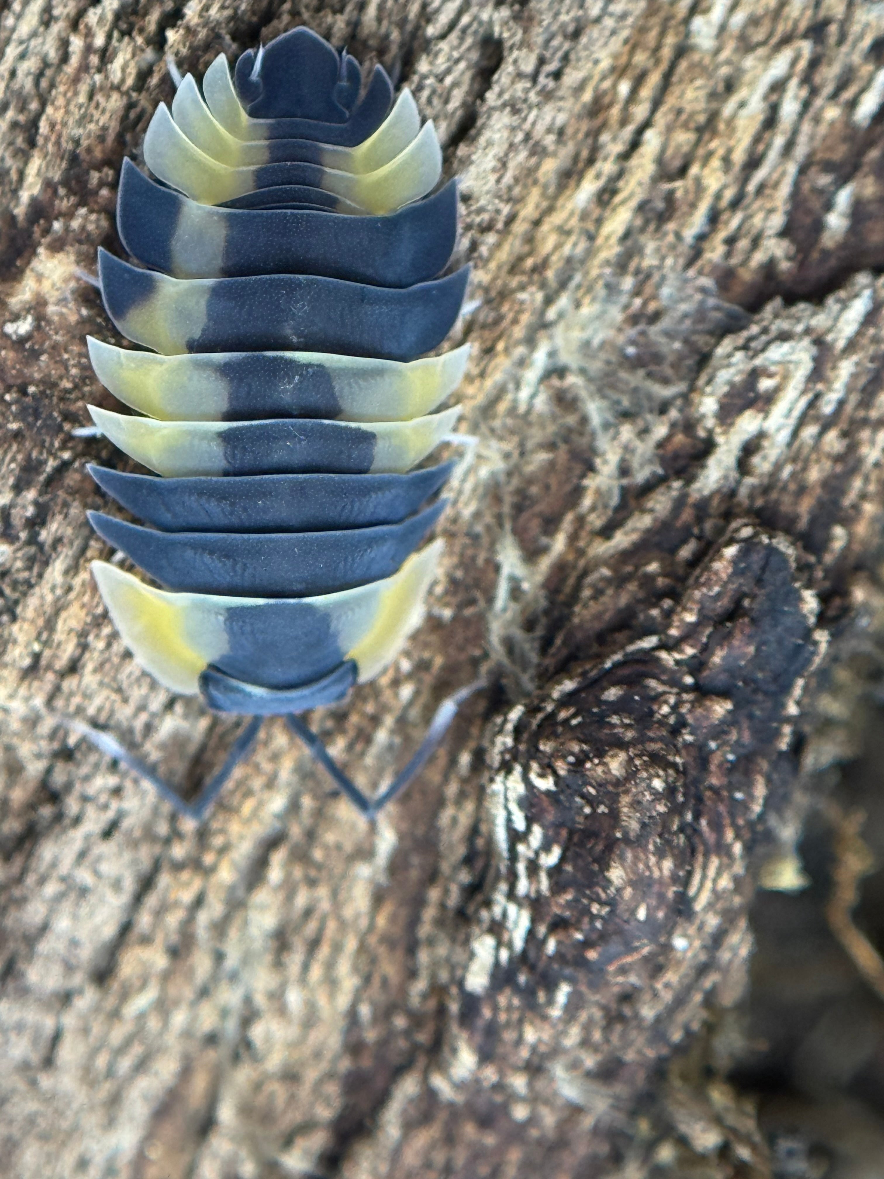 Ardentiella bicolor
