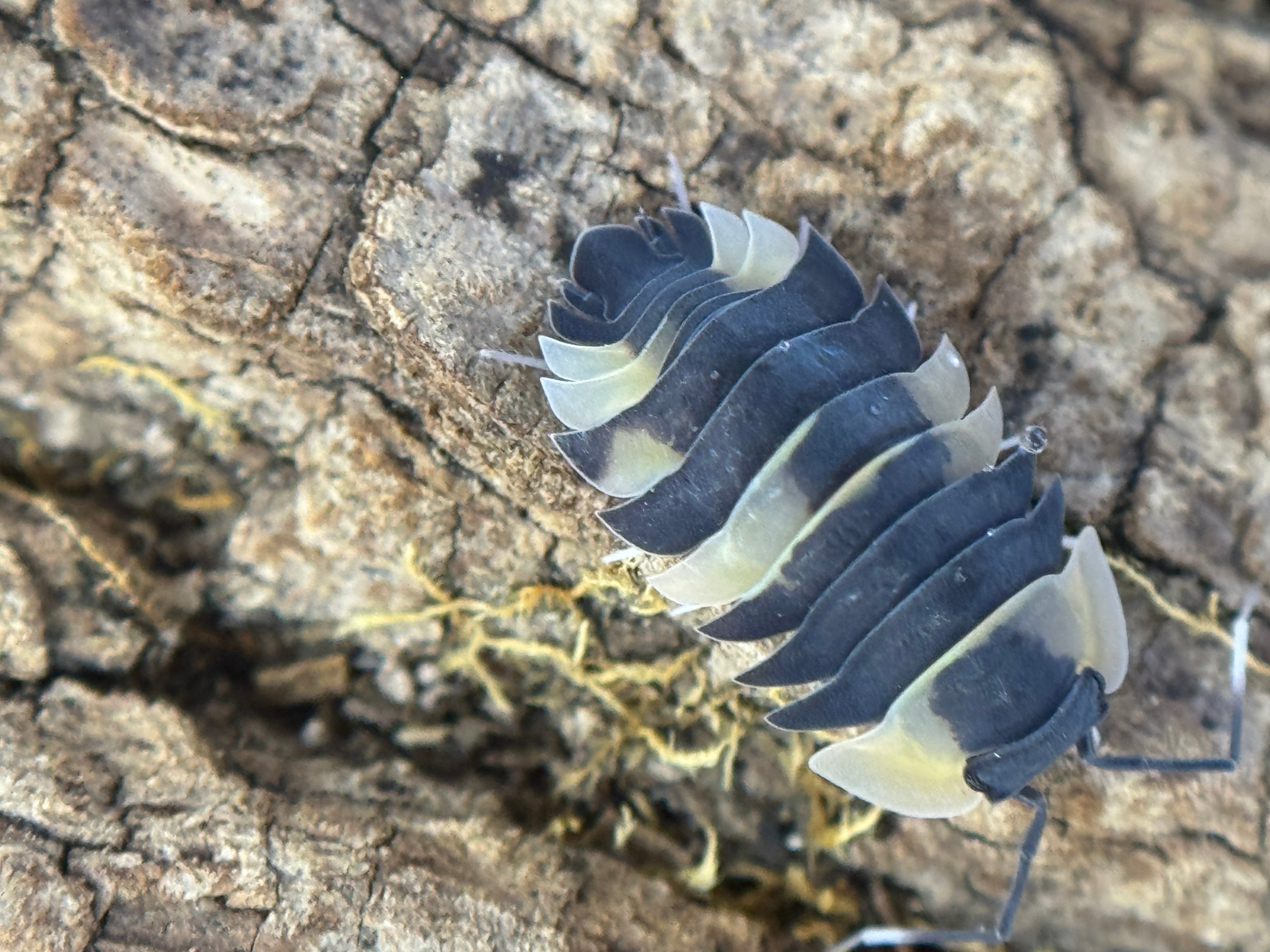 Ardentiella bicolor