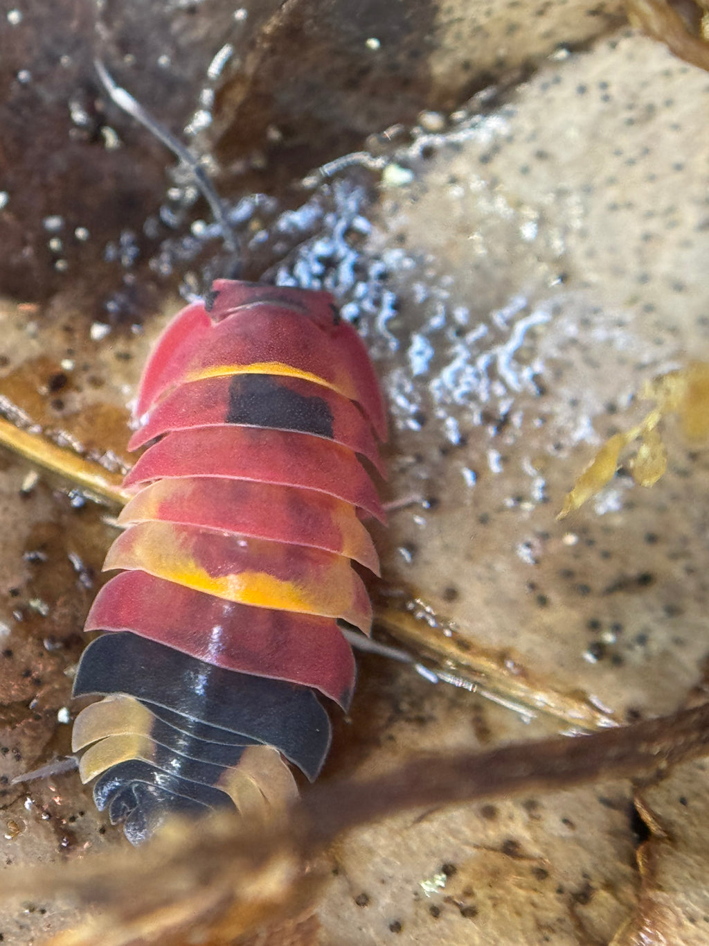 Ardentiella scarlet