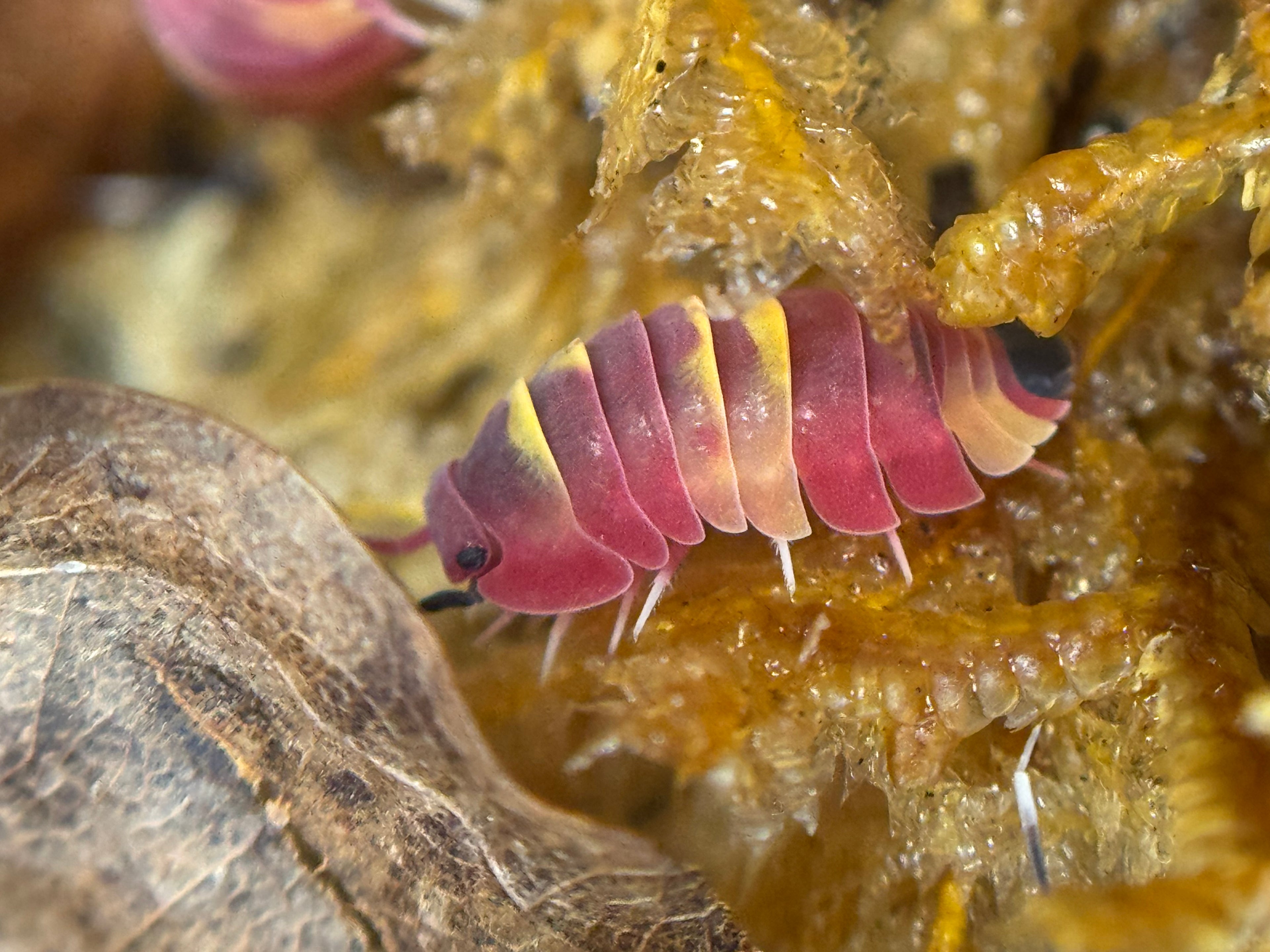 Ardentiella scarlet