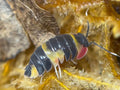 Ardentiella tricolor