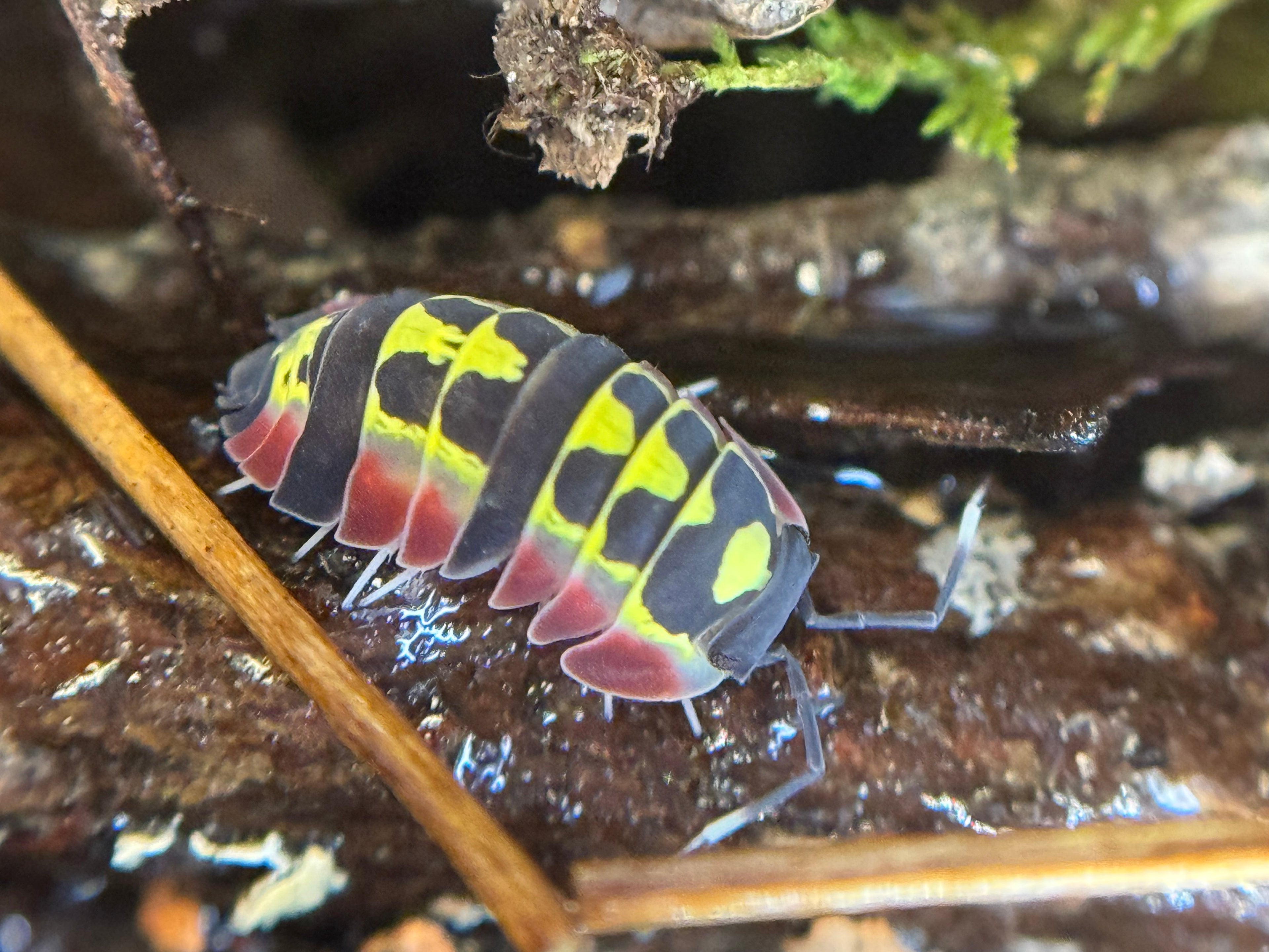 Ardentiella red diablo