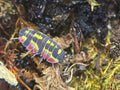 Ardentiella red diablo