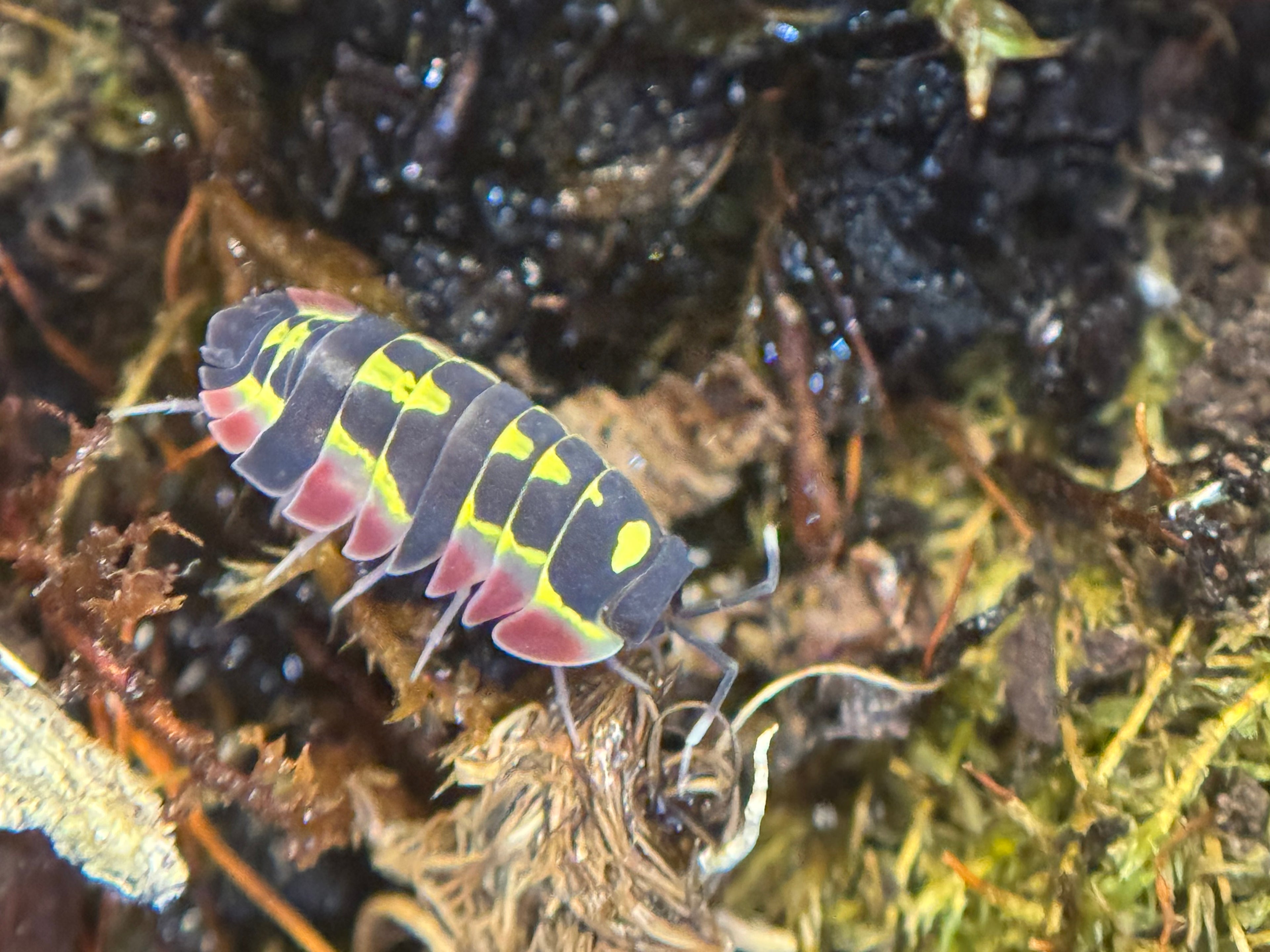 Ardentiella red diablo