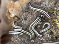 Spirobollelus Sp Maui