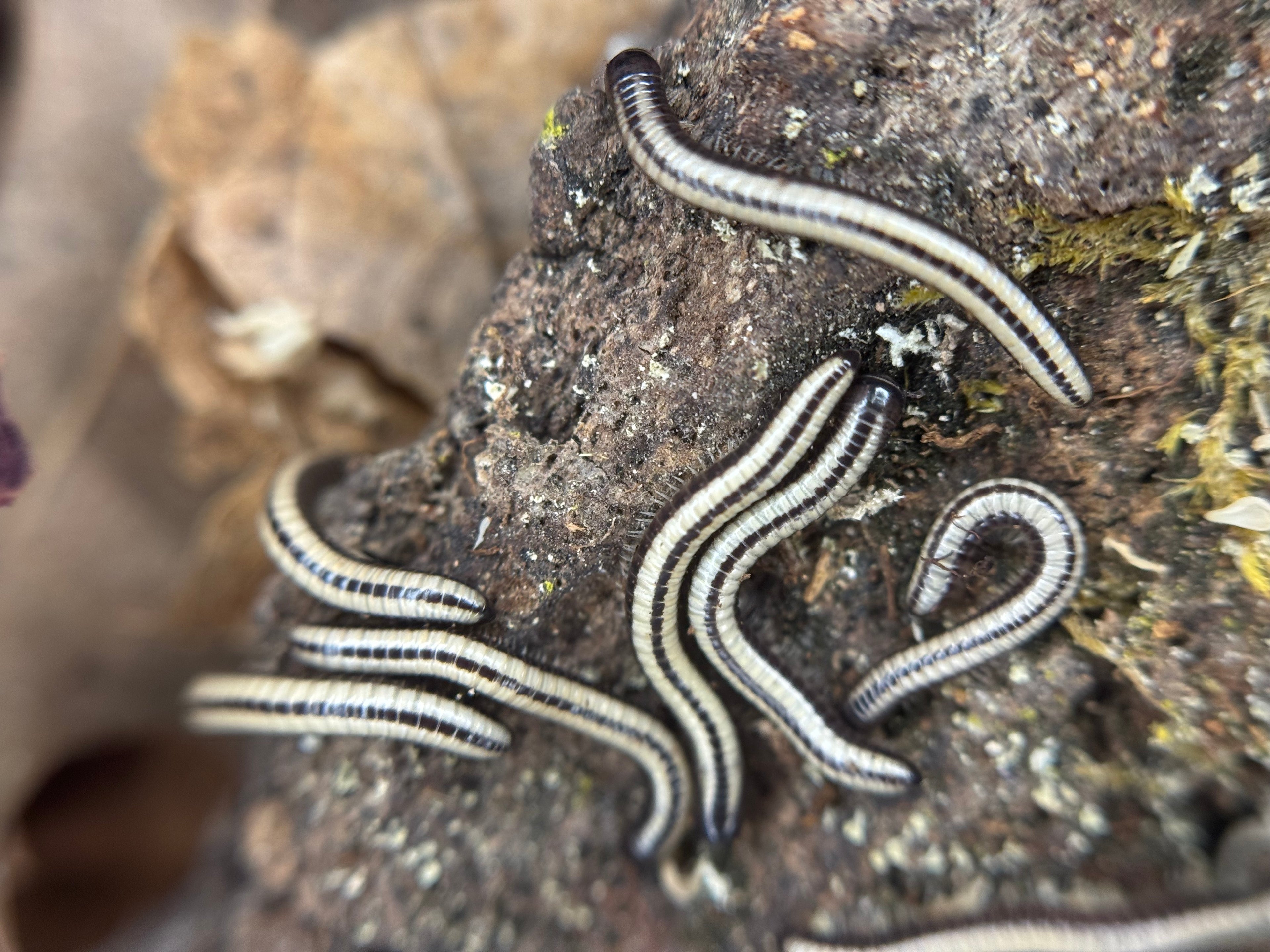Spirobollelus Sp Maui
