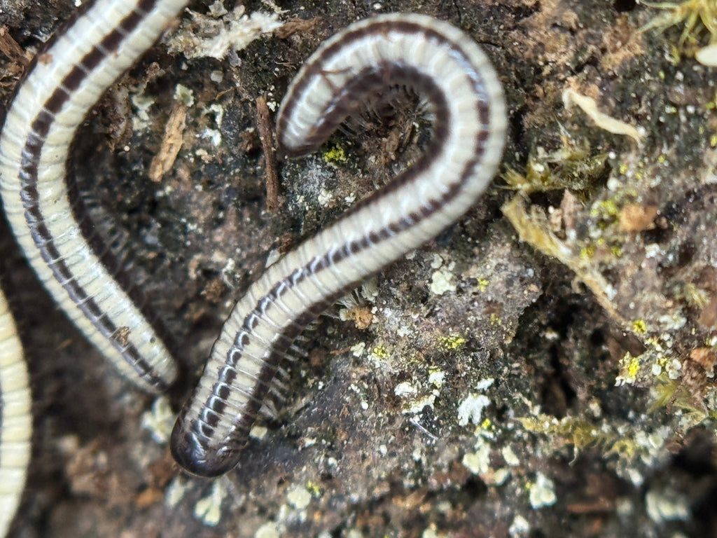 Spirobollelus Sp Maui