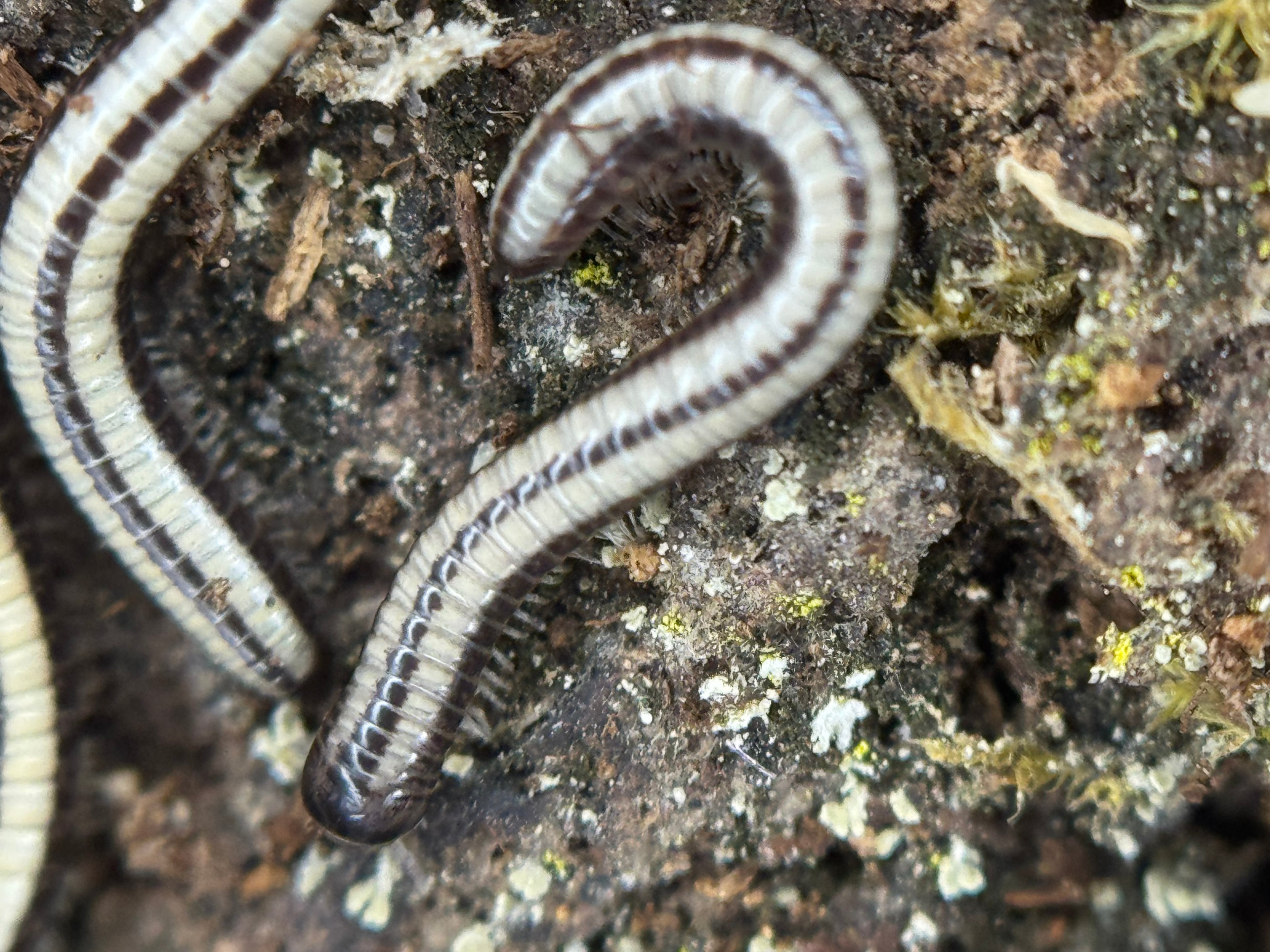 Spirobollelus Sp Maui