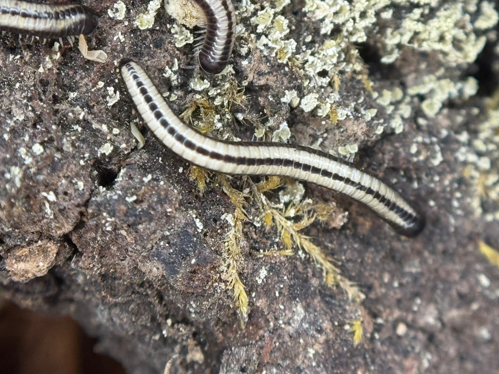 Spirobollelus Sp Maui