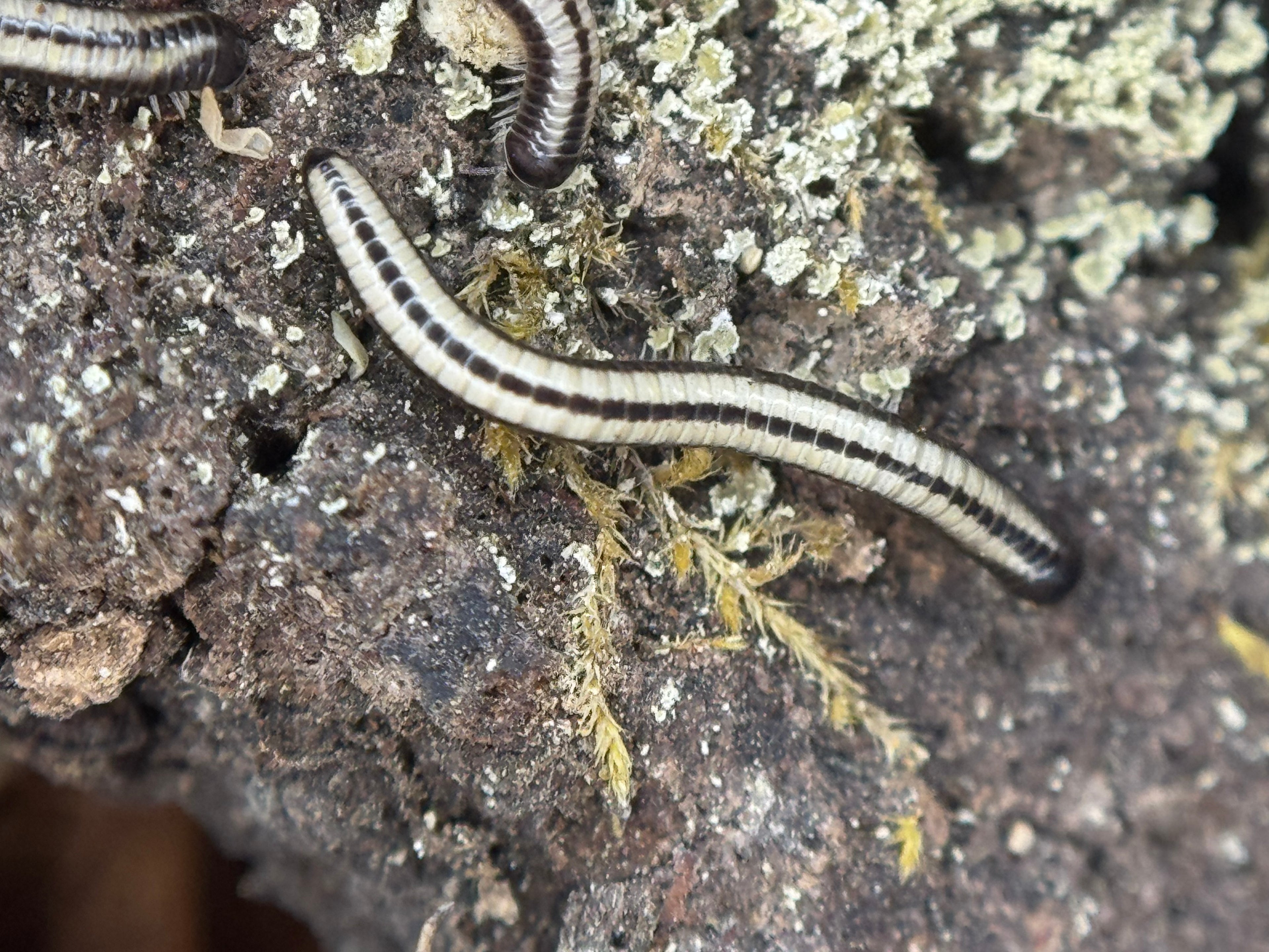 Spirobollelus Sp Maui