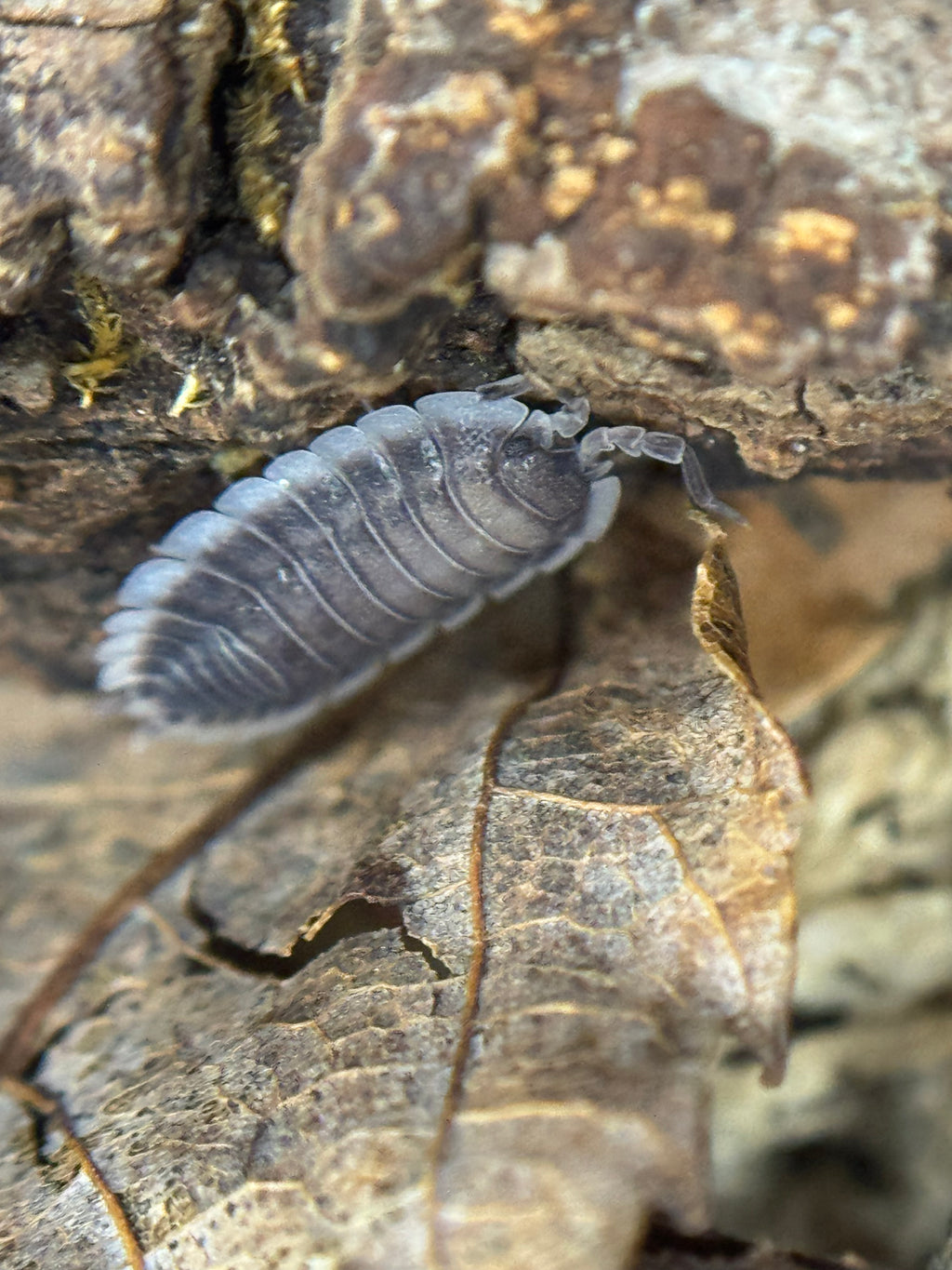 Porcellio Werneri