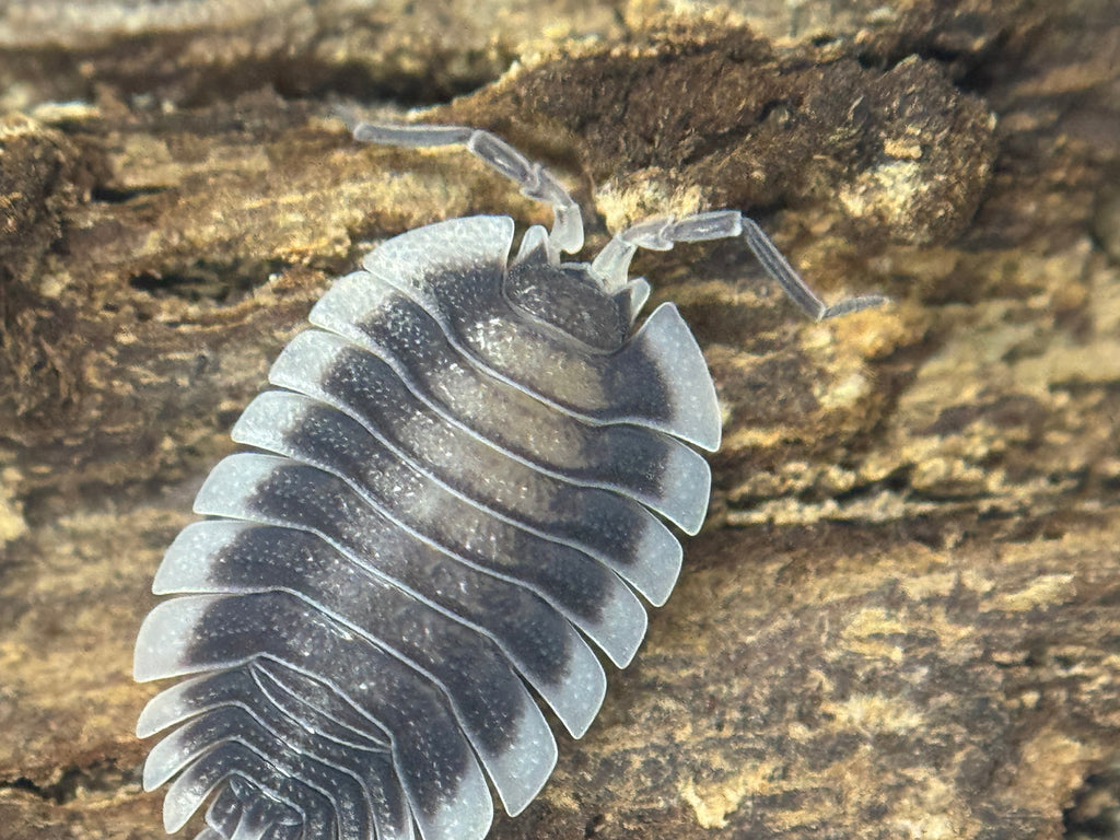 Porcellio Werneri