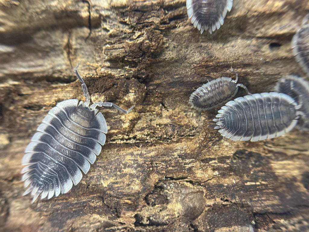 Porcellio Werneri