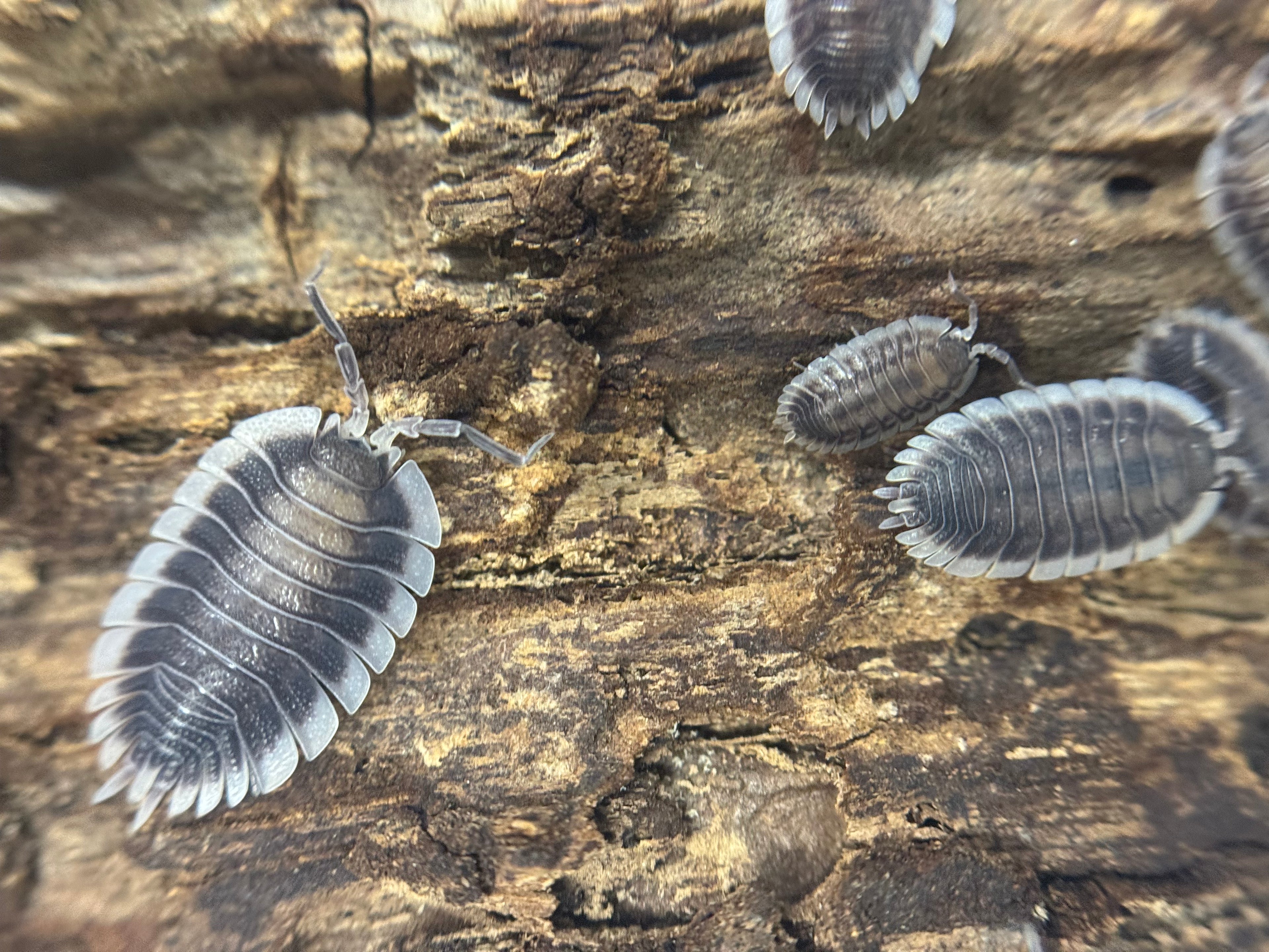Porcellio Werneri