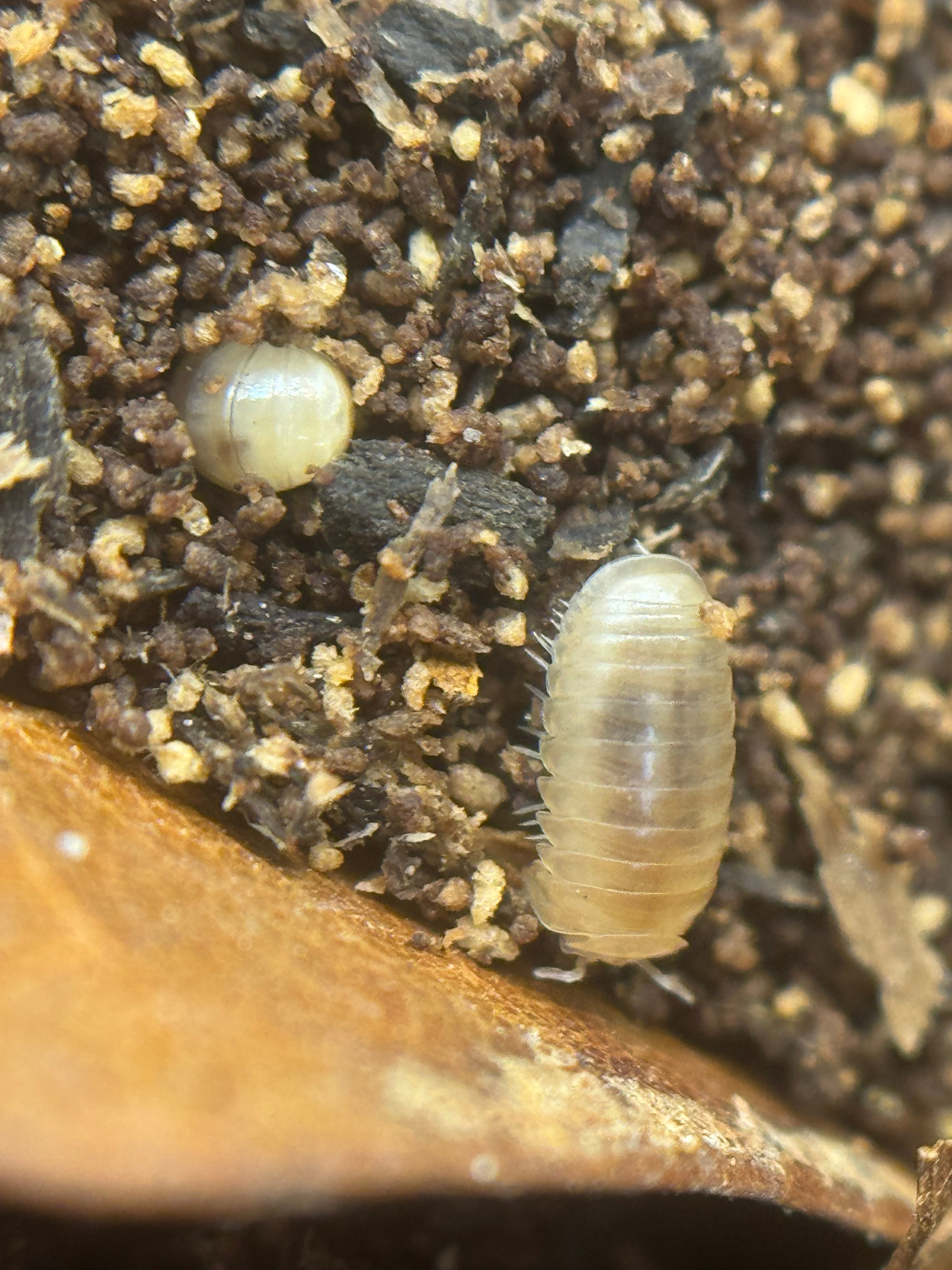 Onomeris underwoodii