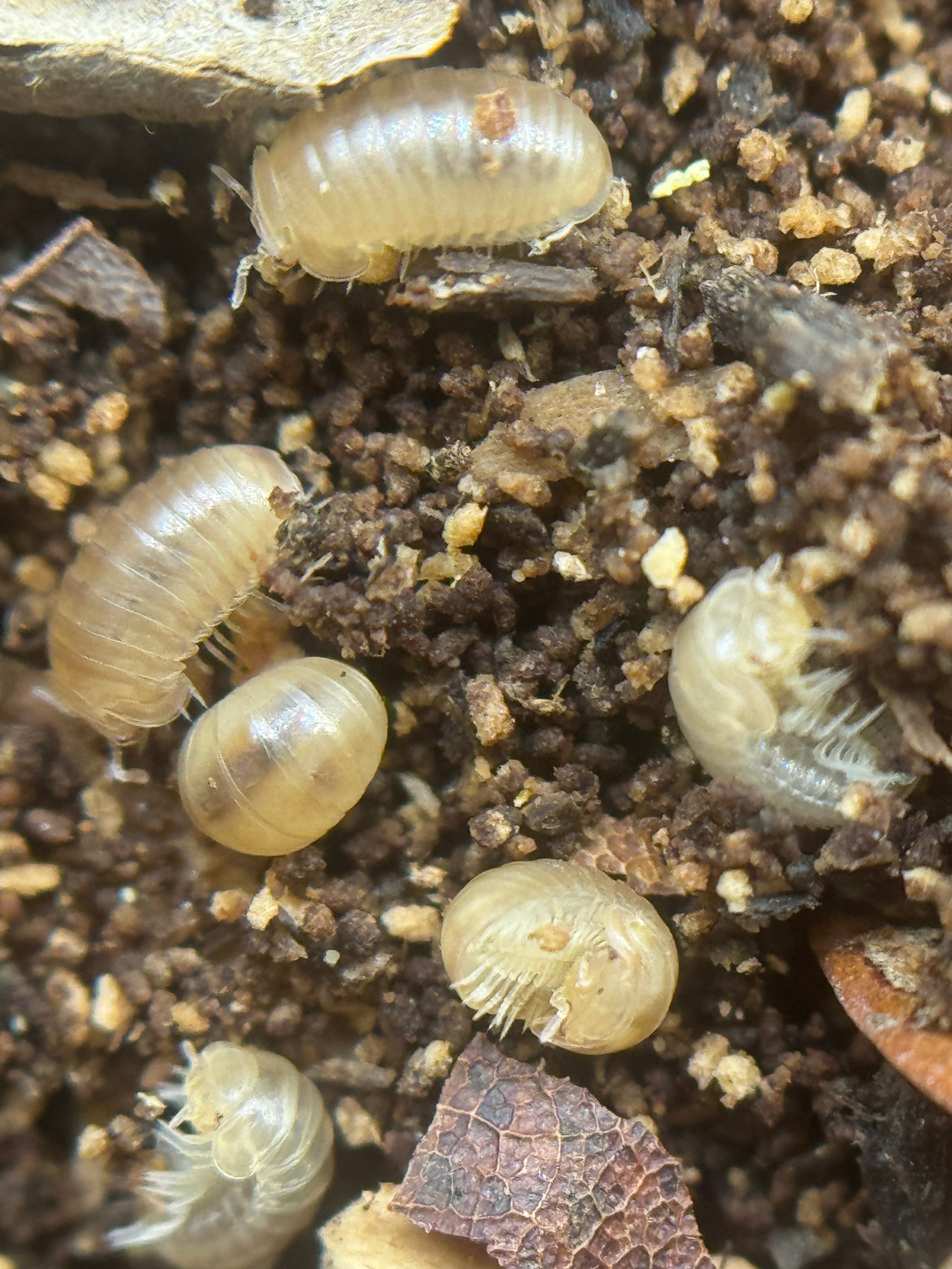 Onomeris underwoodii
