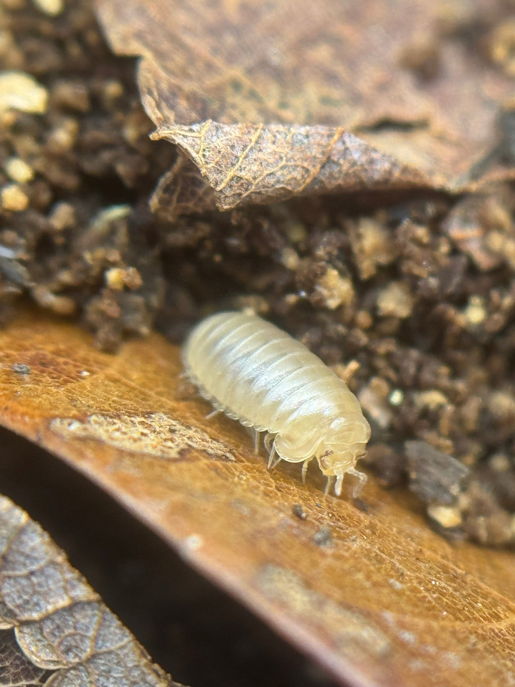 Onomeris underwoodii