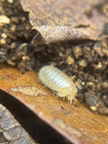 Onomeris underwoodii