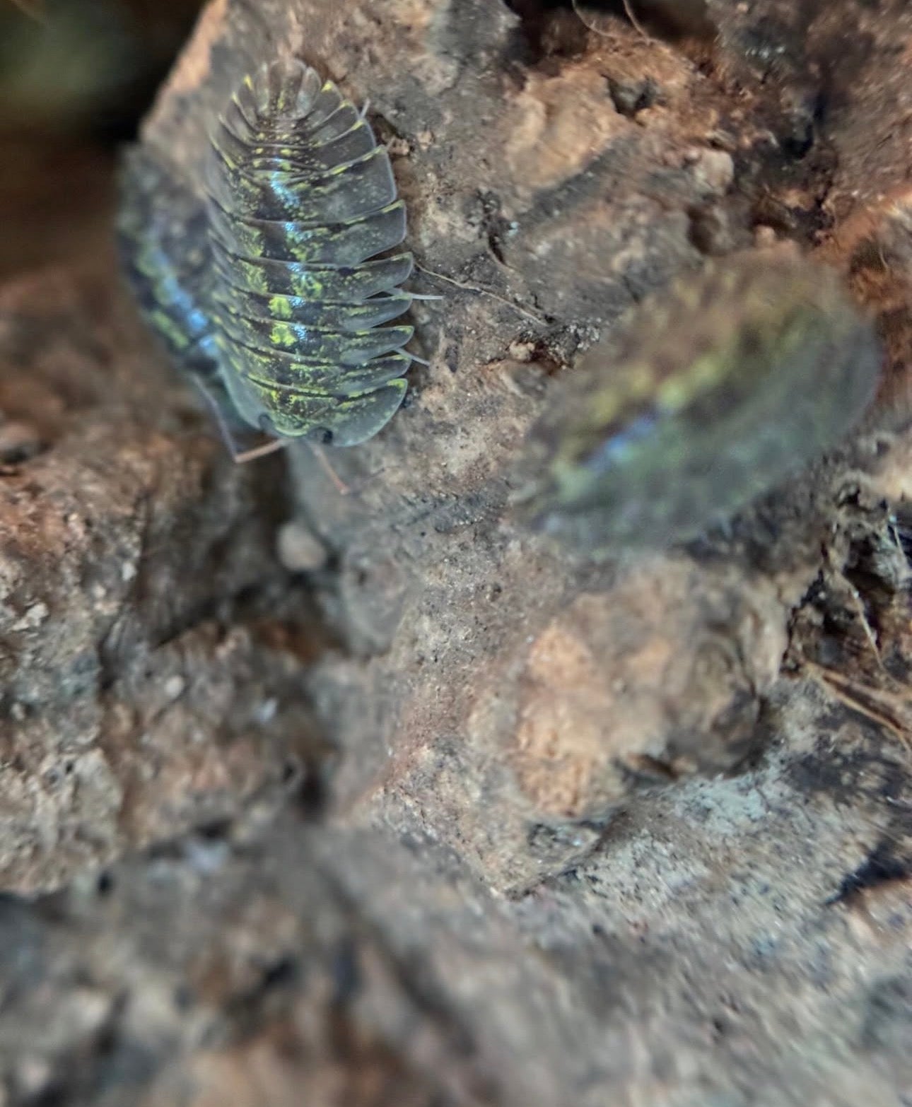 Troglodillo greenspot