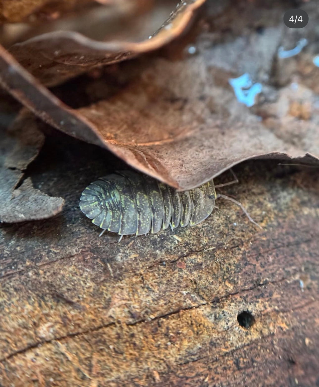 Troglodillo greenspot