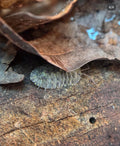 Troglodillo greenspot