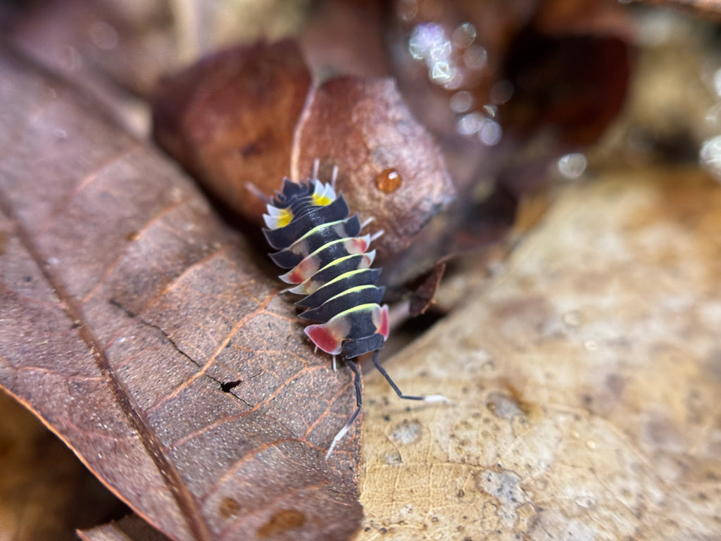 Ardentiella Pastel
