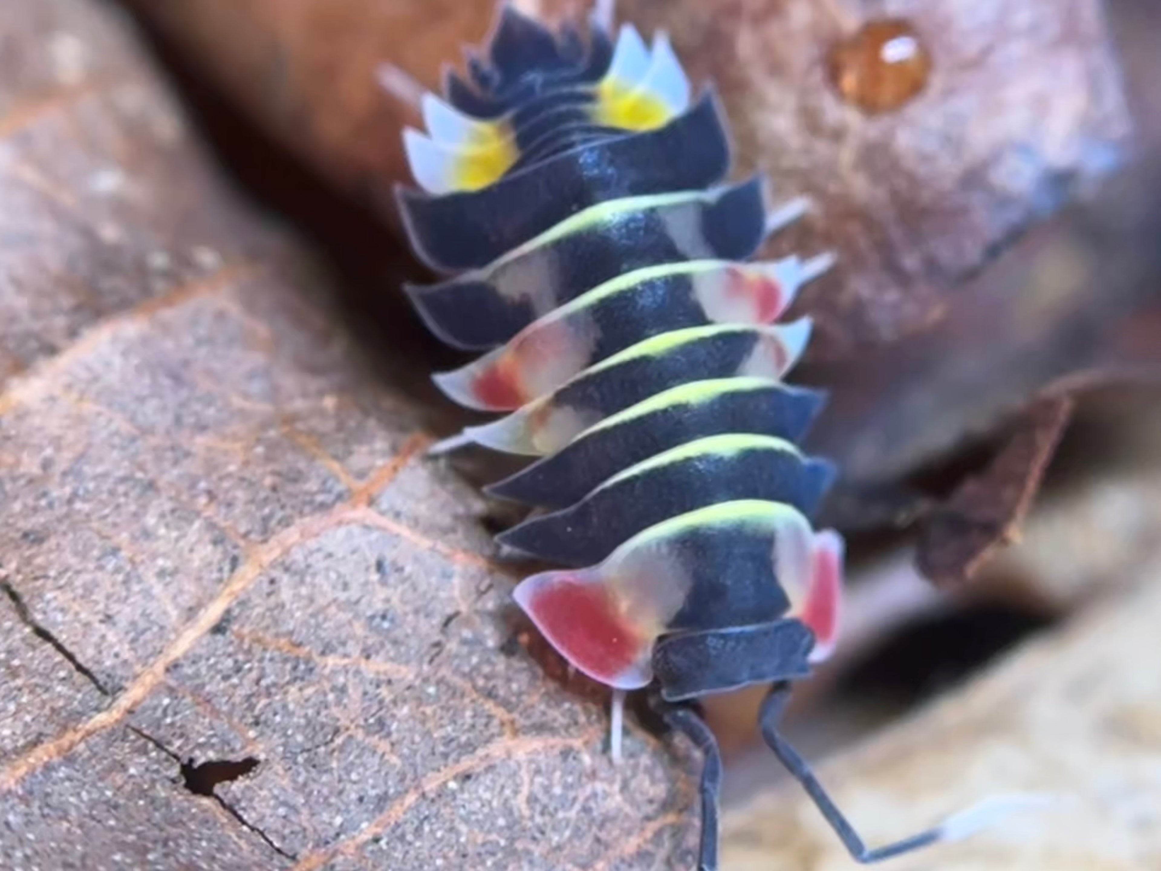 Ardentiella Pastel