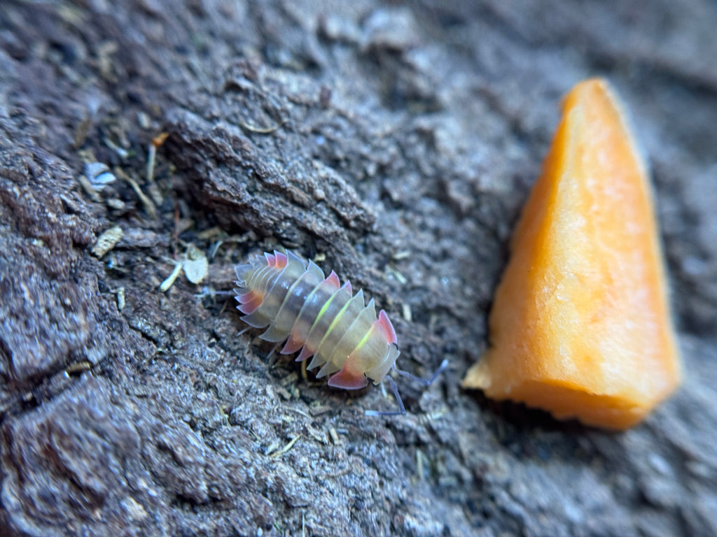 Ardentiella Aurora